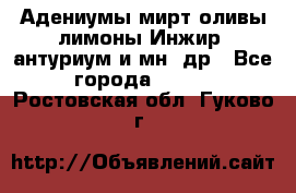 Адениумы,мирт,оливы,лимоны,Инжир, антуриум и мн .др - Все города  »    . Ростовская обл.,Гуково г.